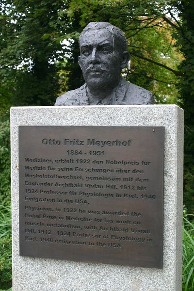 Datei:Otto Fritz Meyerhof Büste.JPG