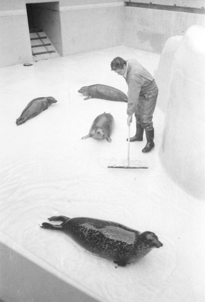 Datei:Seehundbecken Reinigung Nov 1976.jpg