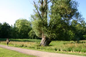 Moorteichwiese Weide.jpg