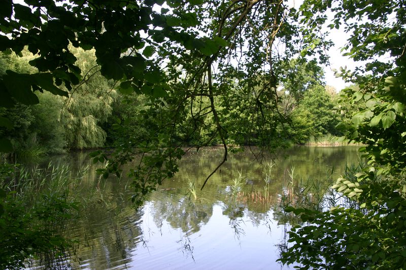 Datei:Käthe-Kollwitz-Pfad Regenrückhaltebecken.jpg